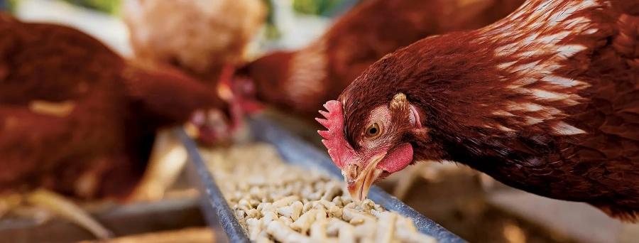 Vitamin B12 1% Feed Grade